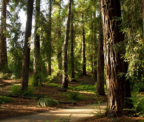 UC Davis Redwoods